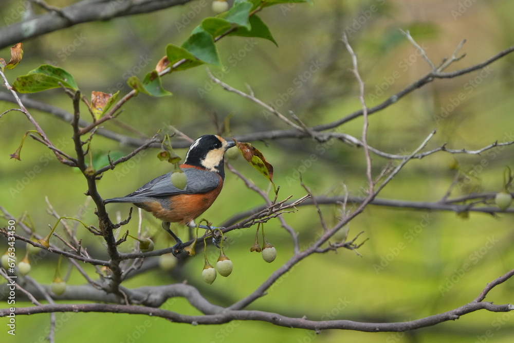 varied tit on a japanese snowball tree