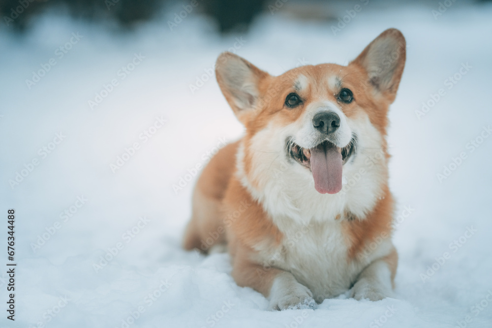 welsh corgi pembroke lies on the snow on a cold winter day