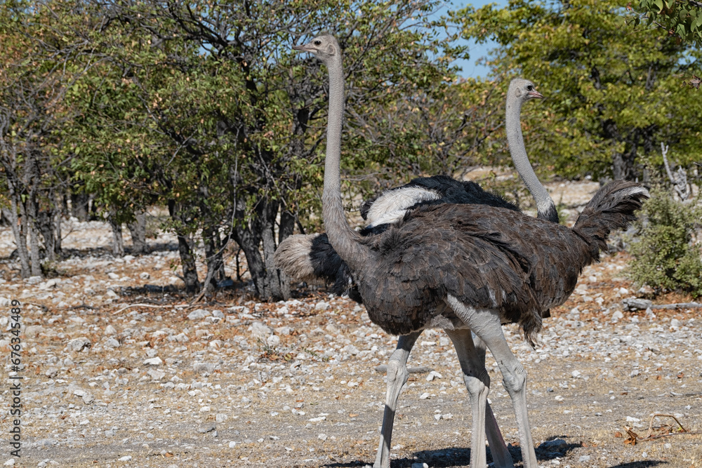 Naklejka premium Common ostriches , Etosha, Namibia