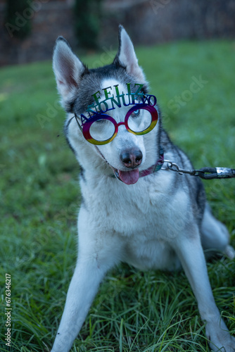 Dog with glasses that say happy new year.