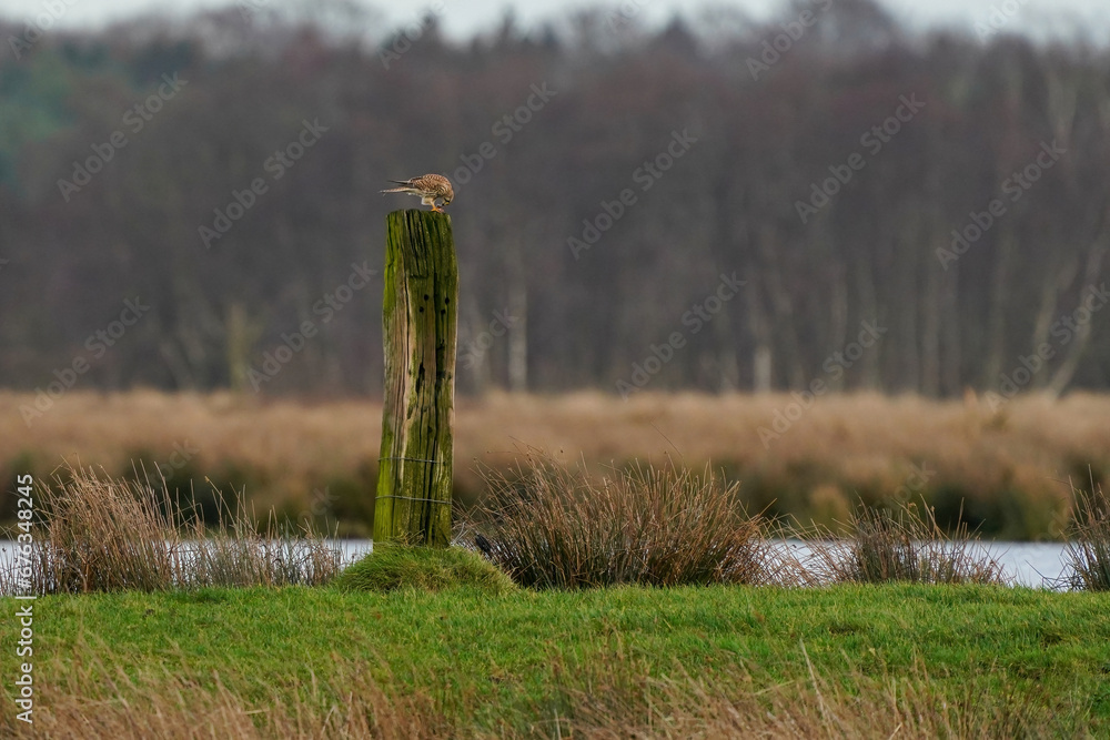Beautiful bird of prey, falcon sits on a dry branch in search of prey. natural background, forest, water, lake