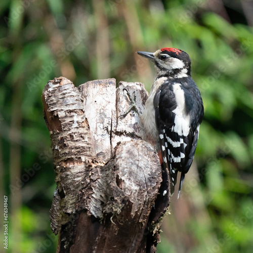 Obraz na płótnie A woodpecker searches for insects on a tree trunk. Red feathers, green natural in the forest. Happy animal, one animal. w salonie
