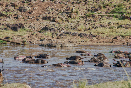 nile crocodiles lying in Mara river between decaying bodies.