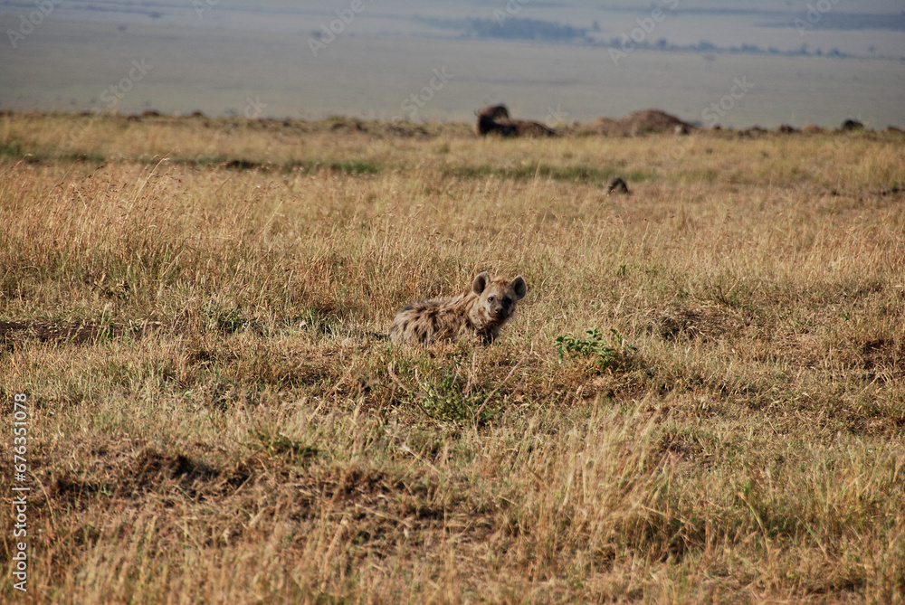 spotted hyena, Crocuta crocuta, also laughing hyena. spotted hyena, Crocuta crocuta, also laughing hyena.