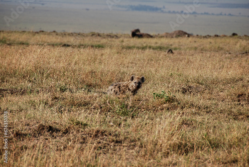 spotted hyena  Crocuta crocuta  also laughing hyena.