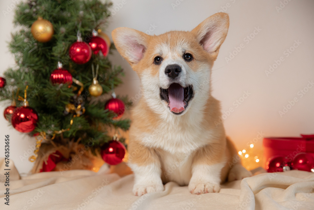 cute purebred Welsh corgi puppy in Christmas decoration. New Year's holidays, New Year's background with a beloved pet cute purebred Welsh corgi puppy in Christmas decoration. New Year's holidays, New Year's background with a beloved pet