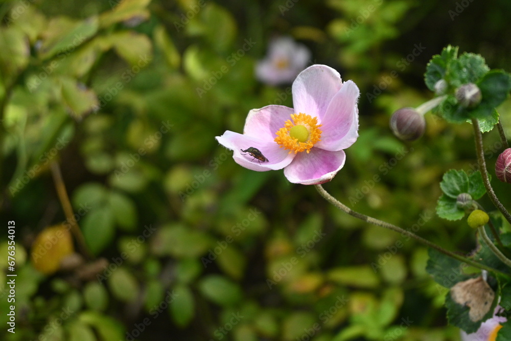 Japanese anemone (Anemone hupehensis) flowers. Ranuunculaceae perennial plants. White or pink flowers bloom on tall flower stalks in autumn.