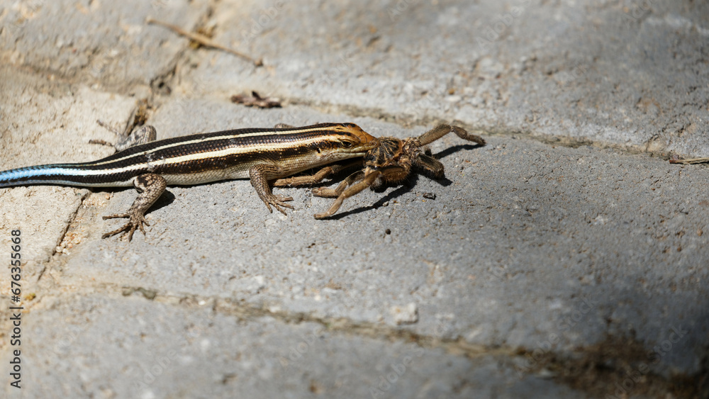 baboon spider hunted, killed and devoured by blue tailed or rainbow skink baboon spider hunted, killed and devoured by blue tailed or rainbow skink