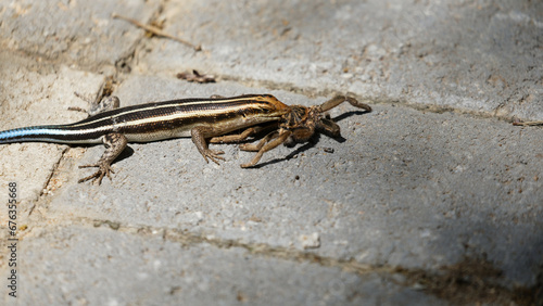 Foto baboon spider hunted, killed and devoured by blue tailed or rainbow skink