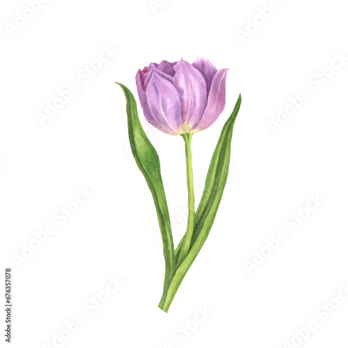Lilac tulip watercolor illustration isolated on a white background