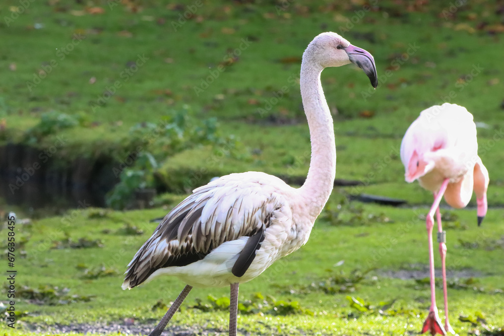 A beautiful animal portrait of a Pink Flamingo A beautiful animal portrait of a Pink Flamingo