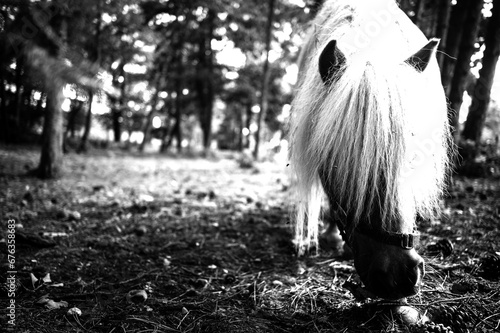 Obraz na płótnie Monochrome Elegance: Pony in Black and White w salonie