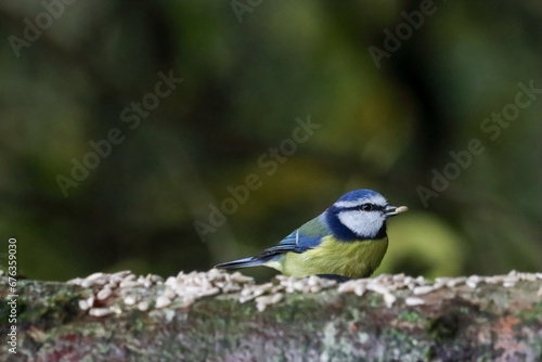 A beautiful animal portrait of a Blue Tit bird © NW_Photographer