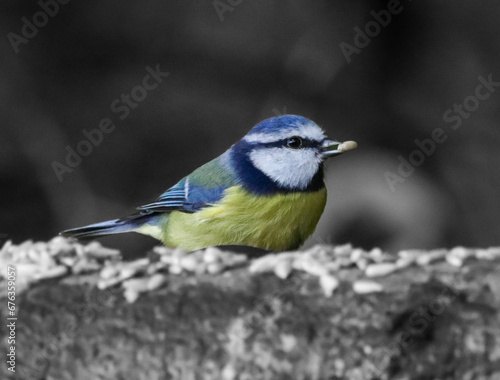 A beautiful animal portrait of a Blue Tit bird