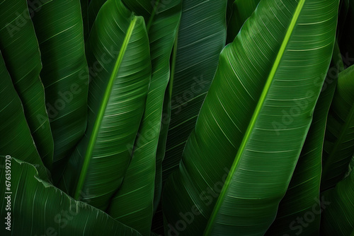 Green banana leaf texture, Nature background.