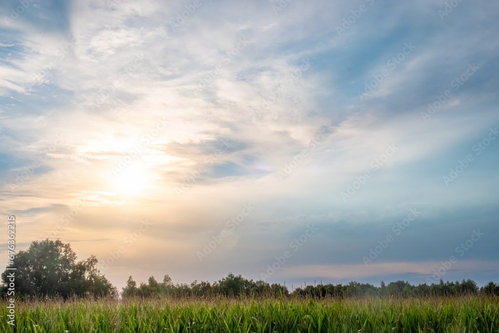 A captivating scene where the soft glow of the setting sun peeks through a thin veil of clouds, illuminating a lush corn field. This image captures the tranquility and delicate beauty of nature's
