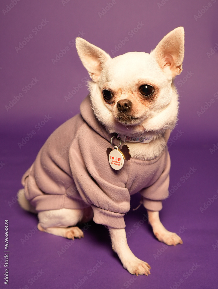 chihuahua puppy with pink ribbon chihuahua puppy with pink ribbon