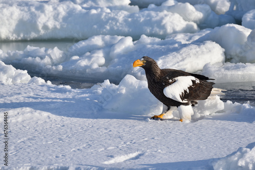 Bird watching with floating ices in winter