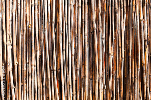 Cane reed left to dry in the sun light before using them to create fence or reed objects. Reed fence wall abstract background texture.