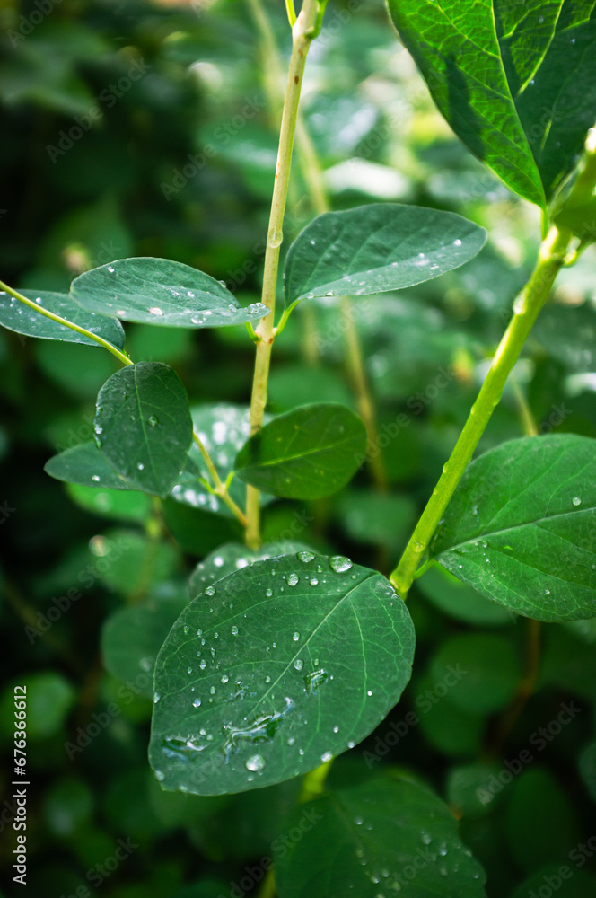 Close-up of vibrant green leaves with water droplets after a summer rain. Close-up of vibrant green leaves with water droplets after a summer rain.