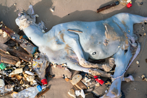 un mouton mort échoué sur une plage de la ville de Dakar au Sénégal en Afrique photo