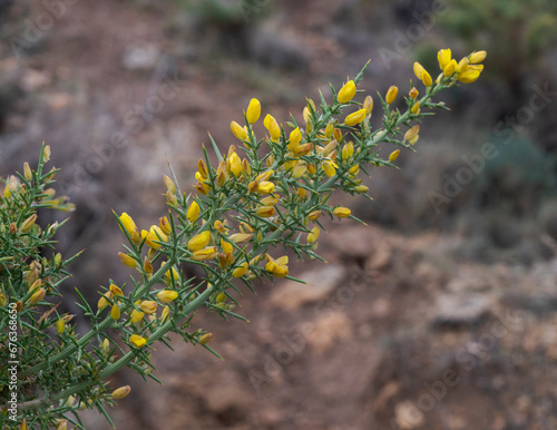 Ulex parviflorus. It is a thorny shrub in the Fabaceae family, inhabits in the western Mediterranean. Photo taken in the province of Jaen, Andalusia, Spain photo