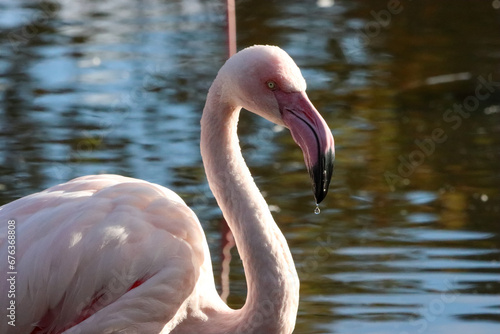 A beautiful animal portrait of a Pink Flamingo