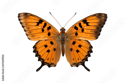 Realistic Butterfly on Transparent Background, PNG, Generative Ai