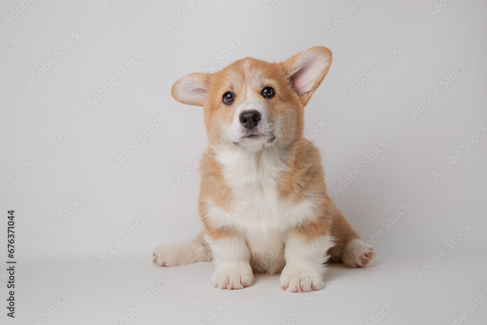 cute little welsh corgi puppy sitting on a white background