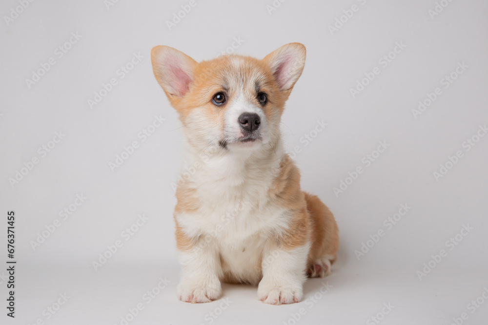 cute little welsh corgi puppy sitting on a white background