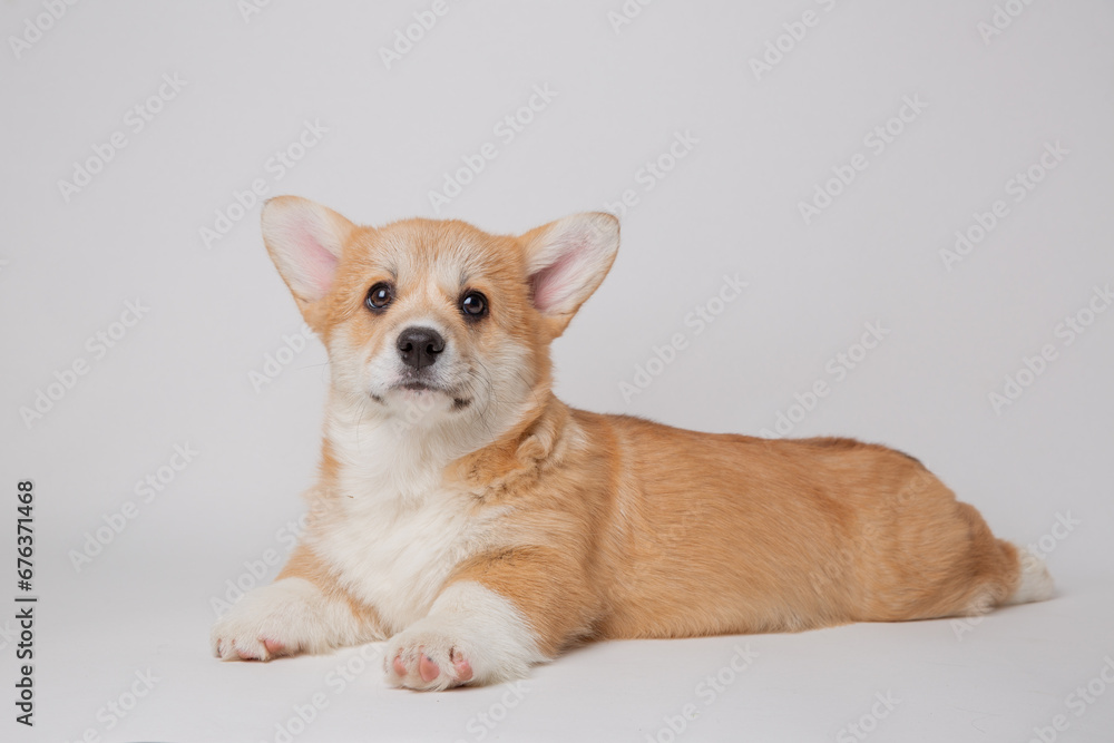 cute little welsh corgi puppy sitting on a white background cute little welsh corgi puppy sitting on a white background