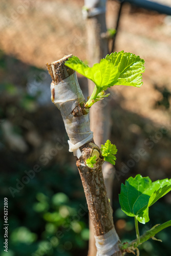 Mulberry graft in the branch of a tree in the garden.