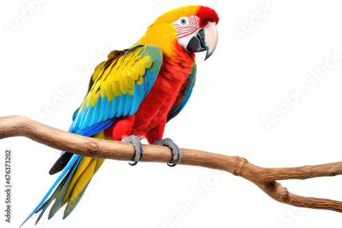 Colorful Parrot on Transparent Background, PNG, Generative Ai