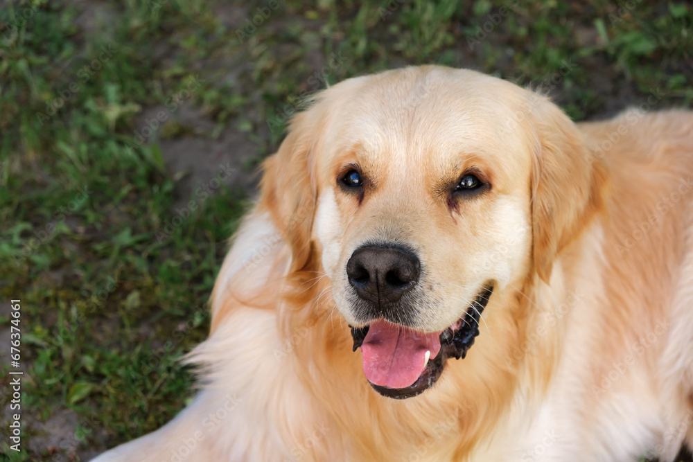 The smiling Golden Retriever Dog looking at camera on green grass background close-up. Portrait of beautiful purebred labrador. Pink tongue view. Domestic Pet outdoors. The Best friend concept The smiling Golden Retriever Dog looking at camera on green grass background close-up. Portrait of beautiful purebred labrador. Pink tongue view. Domestic Pet outdoors. The Best friend concept