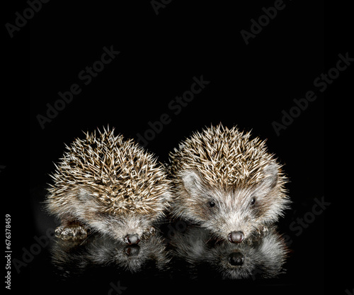 two cubs hedgehog on glass on a black background