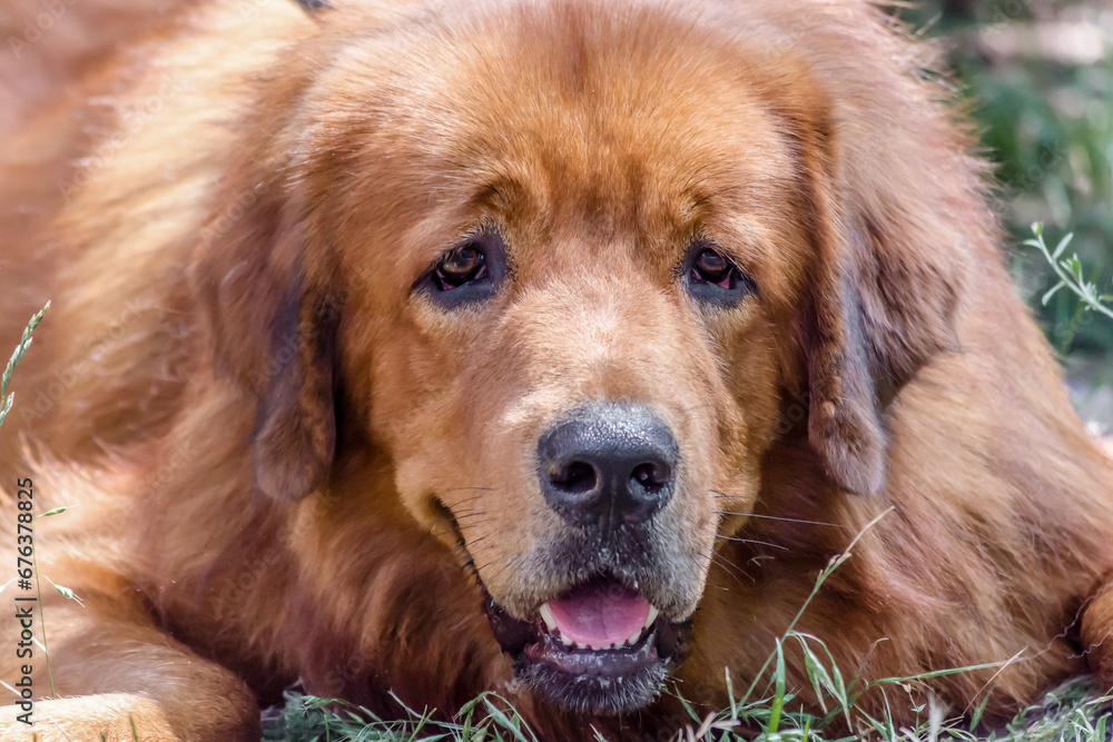 Fototapeta premium Closeup portrait muzzle of red dog breed Tibetan Mastiff