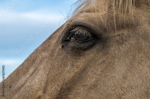 eye of a horse against a blue sky close up