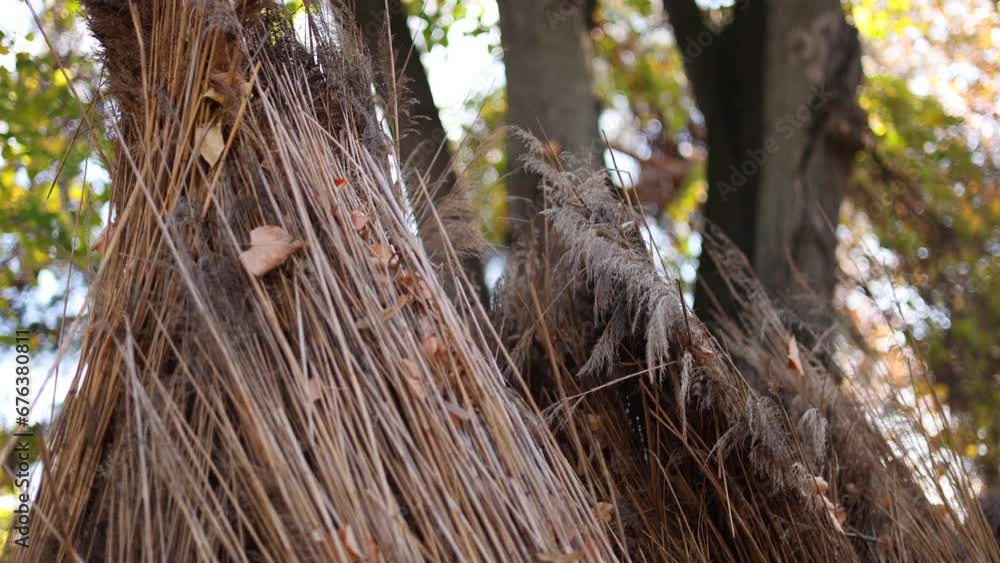 Cane reed left to dry in the sun light before using them to create fence or reed objects. Reed fence wall abstract background texture. selective focus 4k video. Cane reed left to dry in the sun light before using them to create fence or reed objects. Reed fence wall abstract background texture. selective focus 4k video.