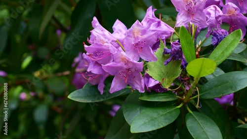 Bright pink Rhododendron hybridum Catawbiense Boursault blossoming flowers with green leaves in the garden in spring photo