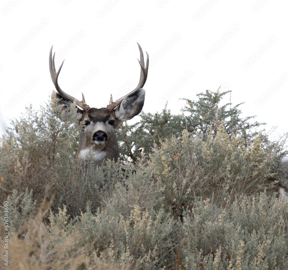 Mule Deer Buck