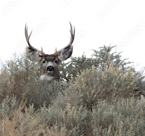 Obraz na płótnie Mule Deer Buck w salonie