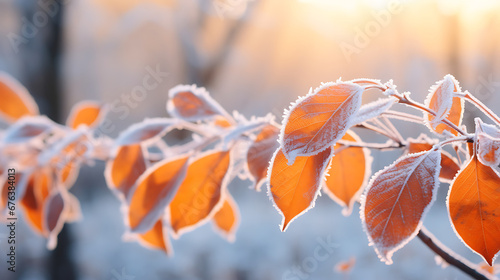 Beautiful colorful nature with bright orange leaves covered with frost in late autumn or early winter