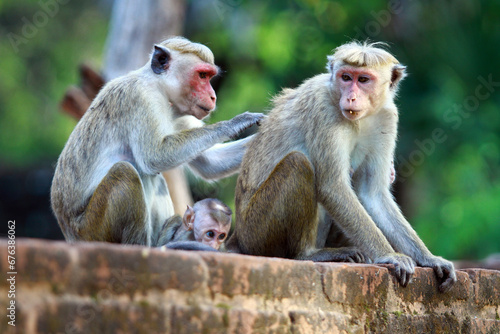 mother and baby macaque © J.WEERASEKARA