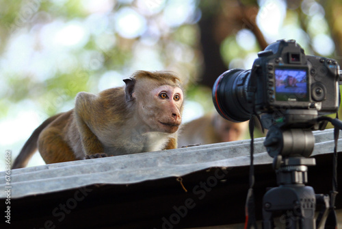 Canvas Print monkey with camera