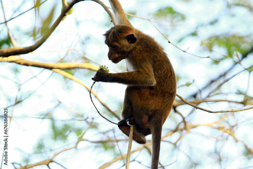 Obraz premium squirrel on tree