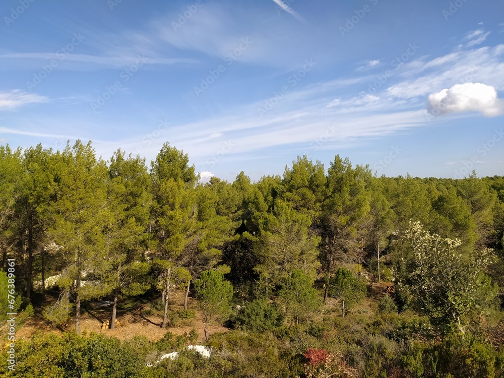 Obraz premium trees in the forest