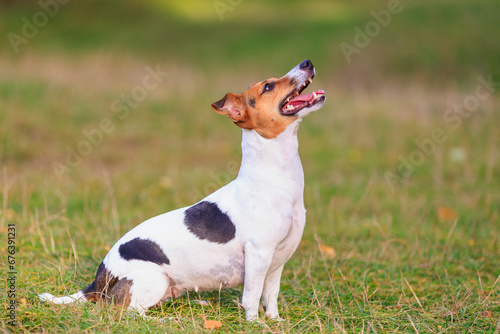 Fototapeta Naklejka Na Ścianę i Meble -  A cute Jack Russell Terrier dog is training in nature. Pet portrait with selective focus