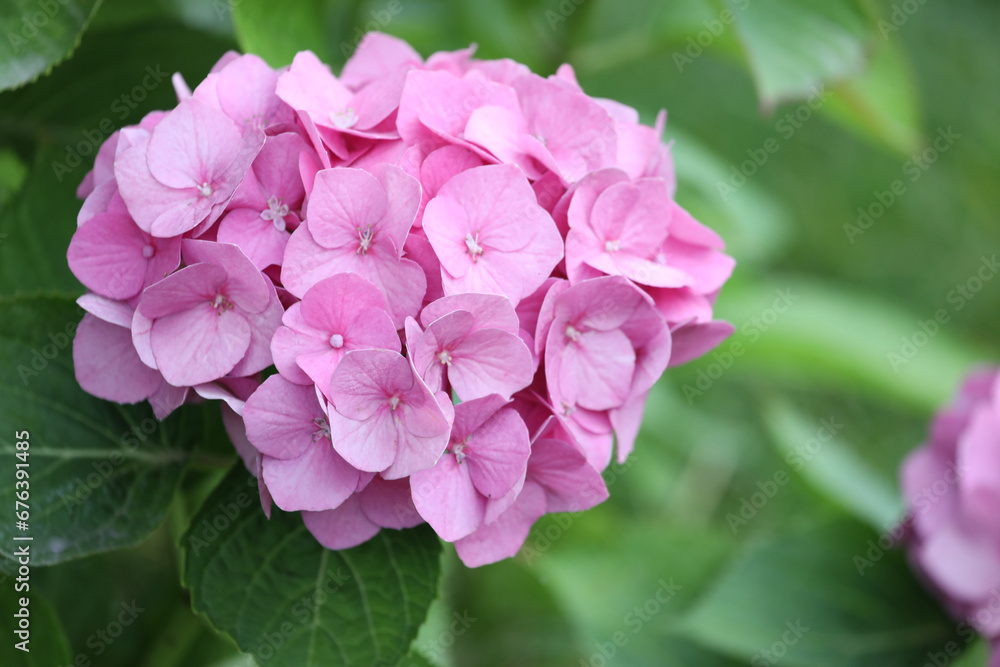Pattern of pink hydrangea flowers in summer garden Pattern of pink hydrangea flowers in summer garden