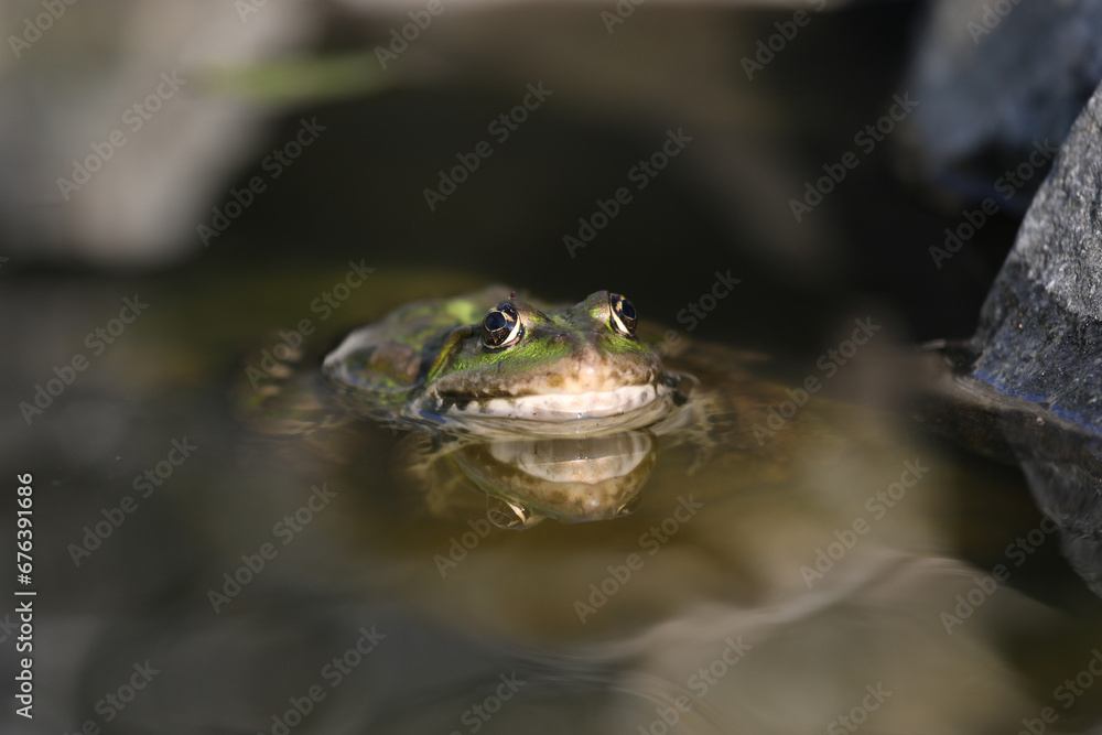 Green edible frog in the water with grass Green edible frog in the water with grass