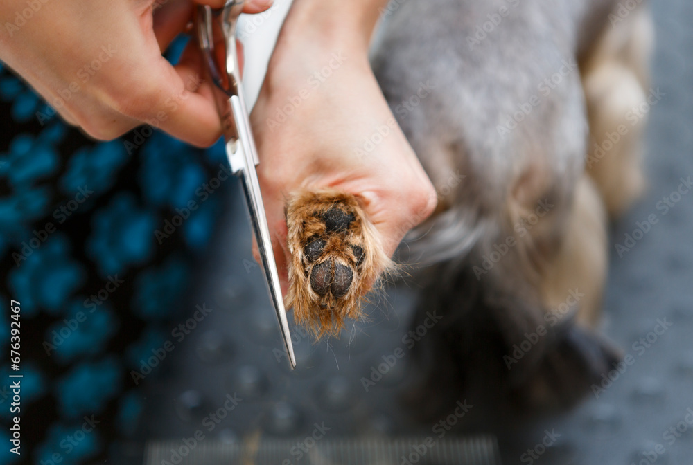Pet groomer cutting dog's hair with scissors in a grooming salon